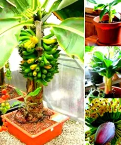 Dwarf Banana Bonsai Seeds - Rare Musa Type - Fresh Fruit Plant Seeds - Indoor/Outdoor - Image 1