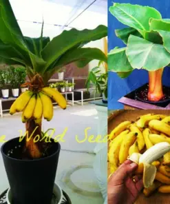 Dwarf Banana Bonsai Seeds - Rare Musa Type - Fresh Fruit Plant Seeds - Indoor/Outdoor - Image 2