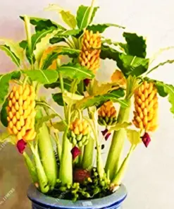 Dwarf Banana Bonsai Seeds - Rare Musa Type - Fresh Fruit Plant Seeds - Indoor/Outdoor - Image 6
