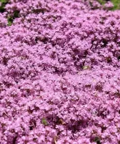 Dwarf Creeping Thyme Seeds - Thymus Serpyllum Ground Cover - 400+ Seeds - Outdoor - Image 1