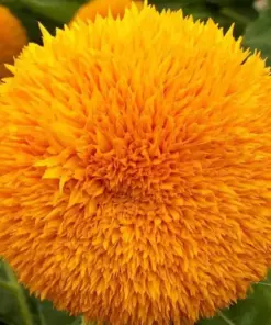 Dwarf Sungold Sunflower Seeds - "Teddy Bear" Annual Flower Seeds - 50+ Seeds - Outdoor - Image 1
