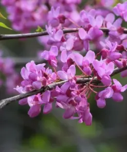Eastern Redbud Tree Seeds - 30 Pink Flowering Cercis canadensis Seeds - Outdoor Perennial - Image 2