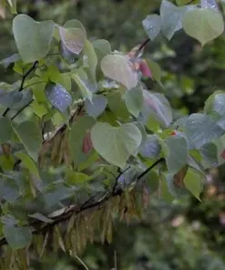 Eastern Redbud Tree Seeds - 30 Pink Flowering Cercis canadensis Seeds - Outdoor Perennial - Image 3