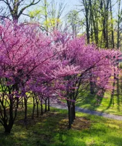 Eastern Redbud Tree Seeds - Cercis Canadensis Pink Flowering Native Tree - 20 Seeds - Outdoor Perennial - Image 2