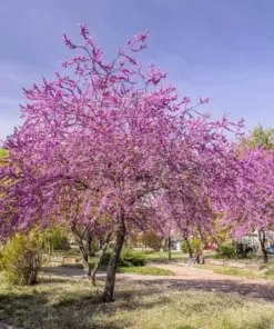 Eastern Redbud Tree Seeds - Cercis Canadensis Pink Flowering Native Tree - 20 Seeds - Outdoor Perennial - Image 3
