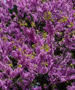 Eastern Redbud Tree Seeds - Cercis Canadensis Pink Flowering Native Tree - 20 Seeds - Outdoor Perennial - Image 4