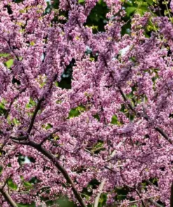 Eastern Redbud Tree Seeds - Cercis Canadensis Pink Flowering Native Tree - 20 Seeds - Outdoor Perennial - Image 5