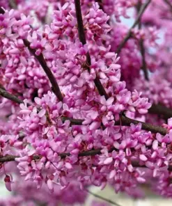 Eastern Redbud Tree Seeds - Cercis Canadensis Pink Flowering Native Tree - 20 Seeds - Outdoor Perennial - Image 1