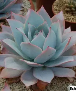 Echeveria Cante Seeds - Succulent Seeds - 20 Pack - Indoor & Outdoor - Image 2
