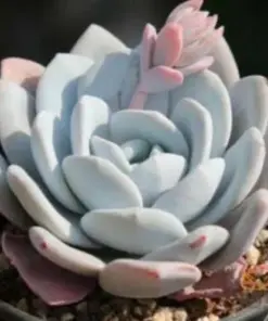 Echeveria Laui Seeds - Rare Succulent Cactus Seeds - 10-50 Count - Indoor/Outdoor - Image 2