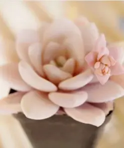 Echeveria Laui Seeds - Rare Succulent Cactus Seeds - 10-50 Count - Indoor/Outdoor - Image 4