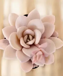 Echeveria Laui Seeds - Rare Succulent Cactus Seeds - 10-50 Count - Indoor/Outdoor - Image 1