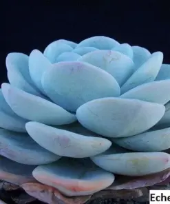 Echeveria Laui Seeds - Rare Succulent Seeds - 20 Pack - Indoor & Outdoor - Image 3