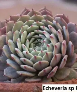 Echeveria Pinwheel Succulent Seeds - Rare Exotic Plant Seeds - 20 Pack - Indoor/Outdoor - Image 4