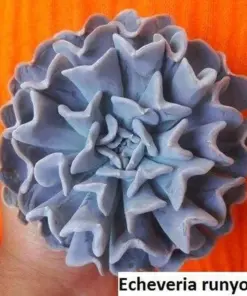 Echeveria Runyonii Seeds - Succulent Plant Seeds - 20 Pack - Indoor/Outdoor - Image 3
