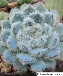 Echeveria Setosa v. Deminuta Seeds - Rare Succulent Seeds - 20 Pack - Indoor/Outdoor - Image 3