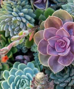 Echeveria Variety Mix Seeds - Rare Exotic Succulent Seeds - 100+ Count - Flowering Pot - Image 3