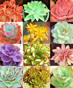 Echeveria Variety Mix Seeds - Rare Exotic Succulent Seeds - 100+ Count - Flowering Pot - Image 1