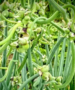Egyptian Walking Onion Seeds - 100 Top Sets Multiplier Tree Onion Perennial - Indoor/Outdoor - Image 3