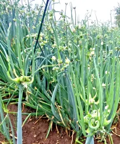 Egyptian Walking Onion Seeds - 50 Perennial Multiplier Tree Onion Top Sets for Easy Planting - Image 2