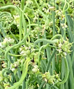 Egyptian Walking Onion Seeds - 50 Perennial Multiplier Tree Onion Top Sets for Easy Planting - Image 1