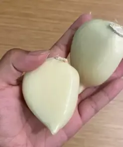 Elephant Garlic Bulbs - Fresh Harvest for Planting - USA Grown Seeds, Cloves & Bulbs - Very Easy - Image 2