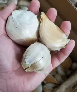 Elephant Garlic Cloves - Giant Garlic Bulbs for Planting - 3 Large Cloves - Fast Growing - Outdoor - Image 1