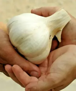 Elephant Garlic Cloves - Organic Jumbo Size for Planting - USA Grown Seeds - Easy to Grow Outdoor - Image 1