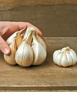 Elephant Garlic Corms - Fresh Harvest Healthy USA Garlic Corms - Very Easy Grow - Perennial - Image 6