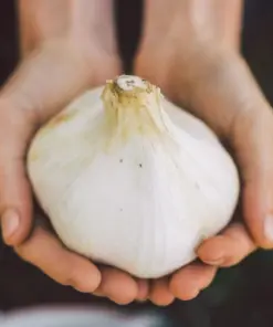 Elephant Garlic Corms - Fresh Harvest USA Grown - Healthy Bulbs for Planting - Image 4