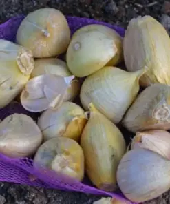 Elephant Garlic Corms - Fresh Harvest USA Grown - Healthy Bulbs for Planting - Image 5