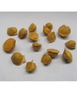 Elephant Garlic Corms - Fresh Harvest USA Grown - Healthy Bulbs for Planting - Image 8