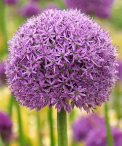 Elephant Garlic Gladiator Allium Bulbs - Fresh Harvest - USA Grown - Perennial - Image 2