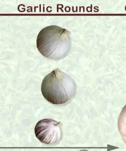 Elephant Garlic Seeds - Fresh Harvest, Healthy USA Grown - GS01-100 - Very Easy Grow - Image 2
