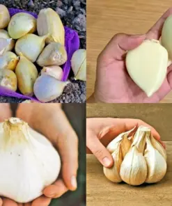 Elephant Garlic Seeds - Fresh Harvest - Vegetable Seeds - Indoor/Outdoor - Image 1