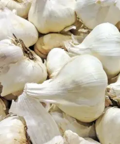 Elephant Garlic Seeds - Jumbo, Organic, USA Grown - Easy Plant & Grow - Outdoor - Image 1