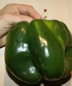 Emerald Giant Bell Pepper Seeds - Sweet, Non-GMO, Heirloom, Organic - 30+ Seeds for Outdoor Gardening - Image 2