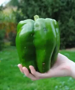 Emerald Giant Bell Pepper Seeds - Sweet, Non-GMO, Heirloom, Organic - 30+ Seeds for Outdoor Gardening - Image 1