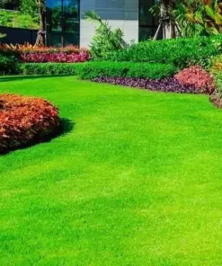 Emerald Zoysia Grass Seeds - Premium Lawn Turf - 1000 Count - Drought & Heat Tolerant - Image 1