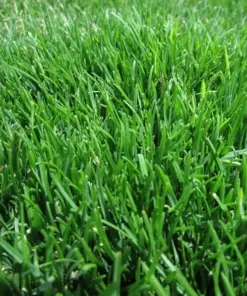 Emerald Zoysia Grass Seeds - Premium Lawn Turf - Drought & Heat Tolerant - 30,000 Seeds - Image 2