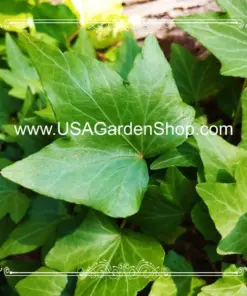 English Ivy Live Plant - Hedera helix Common Ivy - Fast Grow Evergreen Climbing Vine - 15 Cuttings - Indoor/Outdoor - Image 10