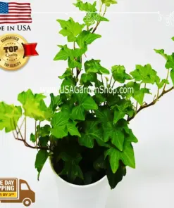 English Ivy Live Plant - Hedera helix Common Ivy - Fast Grow Evergreen Climbing Vine - 15 Cuttings - Indoor/Outdoor - Image 12