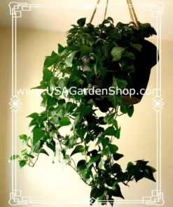 English Ivy Live Plant - Hedera helix Common Ivy - Fast Grow Evergreen Climbing Vine - 15 Cuttings - Indoor/Outdoor - Image 3