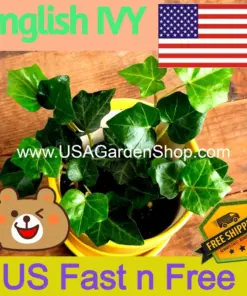 English Ivy Live Plant - Hedera helix Common Ivy - Fast Grow Evergreen Climbing Vine - 15 Cuttings - Indoor/Outdoor - Image 1