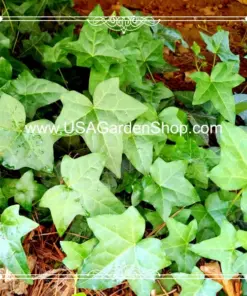 English Ivy Live Plant - Hedera helix Common Ivy - Fast Grow Evergreen Climbing Vine - 15 Cuttings - Indoor/Outdoor - Image 6