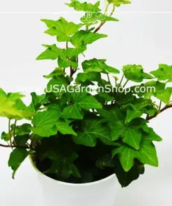 English Ivy Live Plant - Hedera helix Common Ivy - Fast Grow Evergreen Climbing Vine - 15 Cuttings - Indoor/Outdoor - Image 7