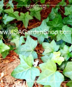 English Ivy Live Plant - Hedera helix Common Ivy - Fast Grow Evergreen Climbing Vine - 15 Cuttings - Indoor/Outdoor - Image 8