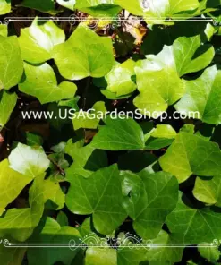English Ivy Live Plant - Hedera helix Common Ivy - Fast Grow Evergreen Climbing Vine - 15 Cuttings - Indoor/Outdoor - Image 9
