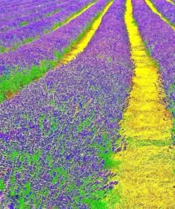 English Lavender Seeds - Heirloom Mosquito Repellent Herb - 1200+ Seeds - Perennial, Full Sun - Image 2