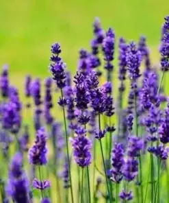 English Lavender Seeds - Heirloom Mosquito Repellent Herb - 1200+ Seeds - Perennial, Full Sun - Image 3